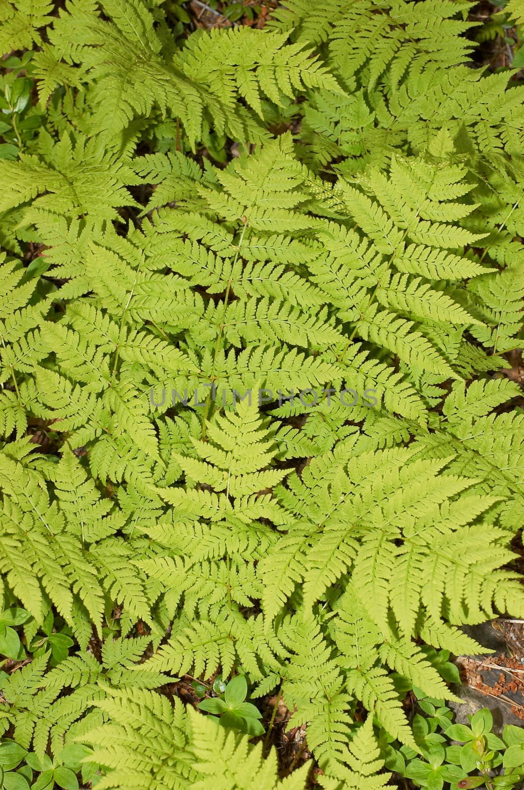 The texture representing green leaves of a fern