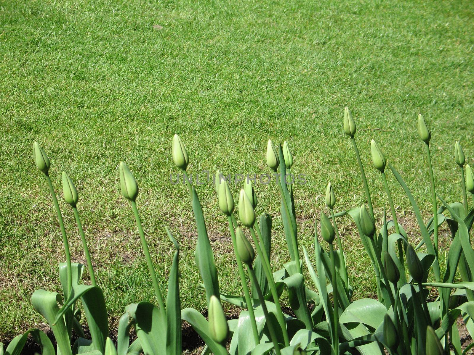 green tulips garden