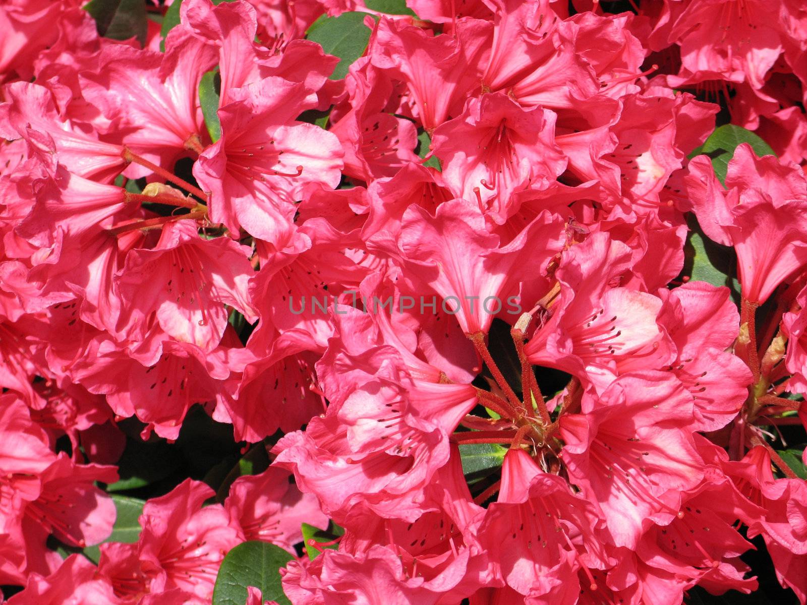 pink rhododendron flowers by mmm