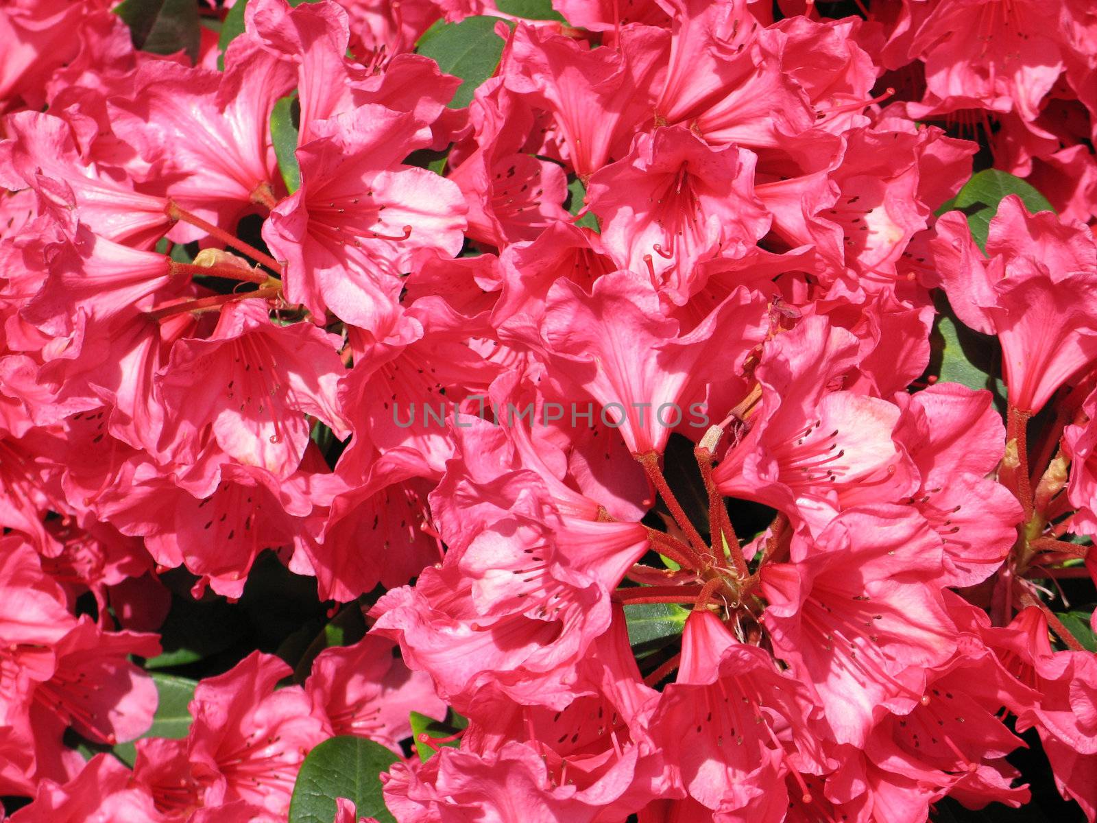 pink rhododendron flowers