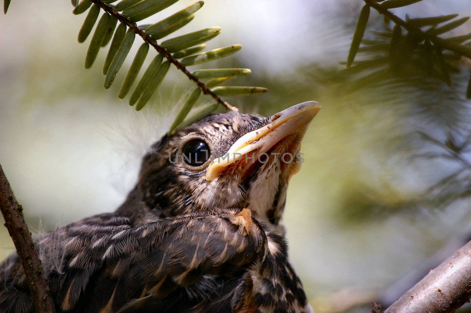 Baby Bird in Nest by RefocusPhoto