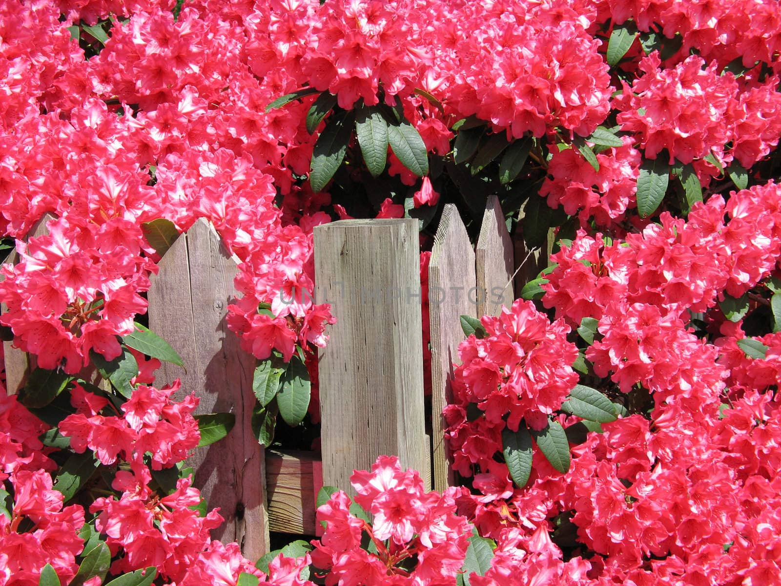 pink rhododendron flowers