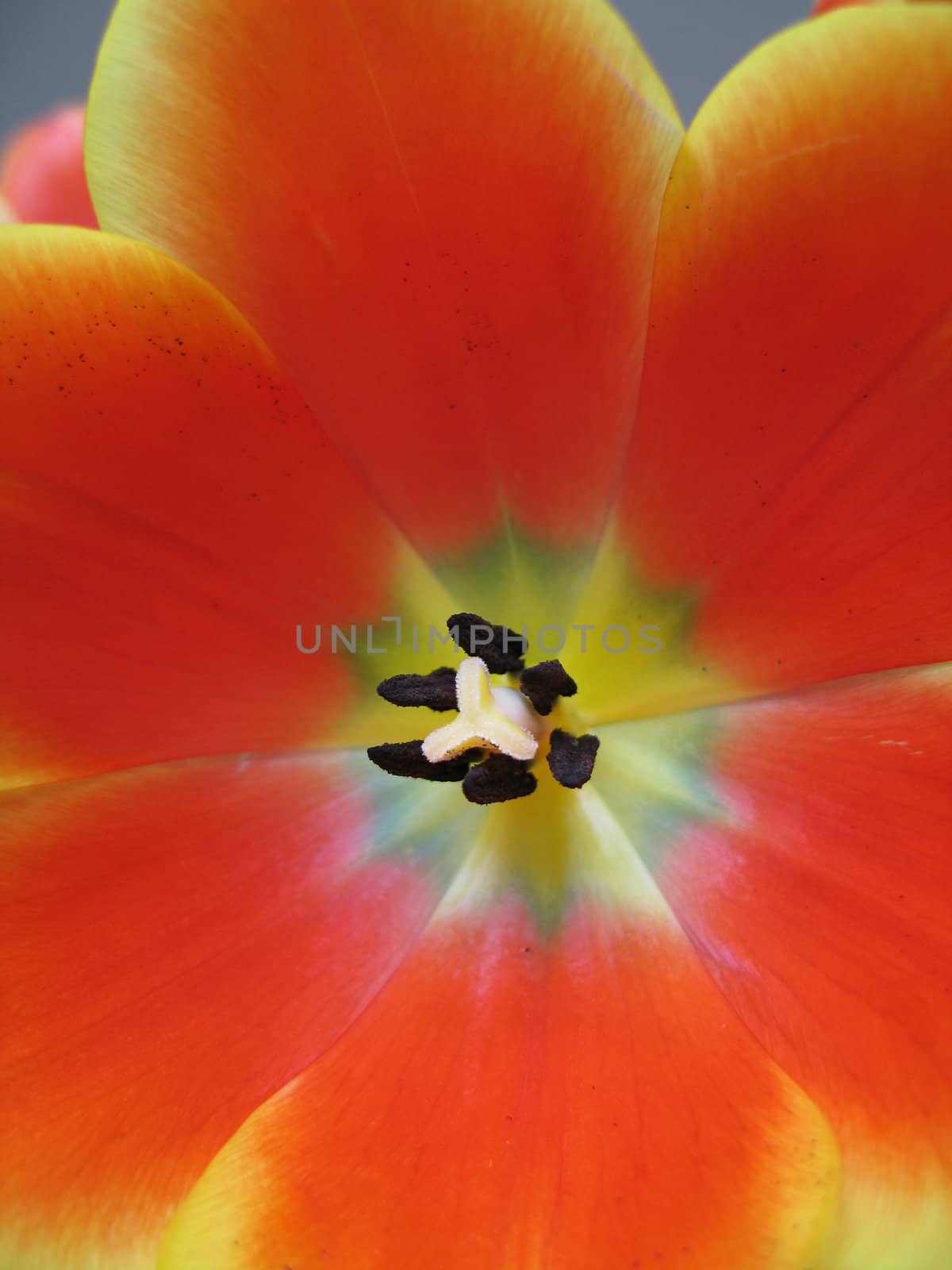 orange and yellow tulip close-up