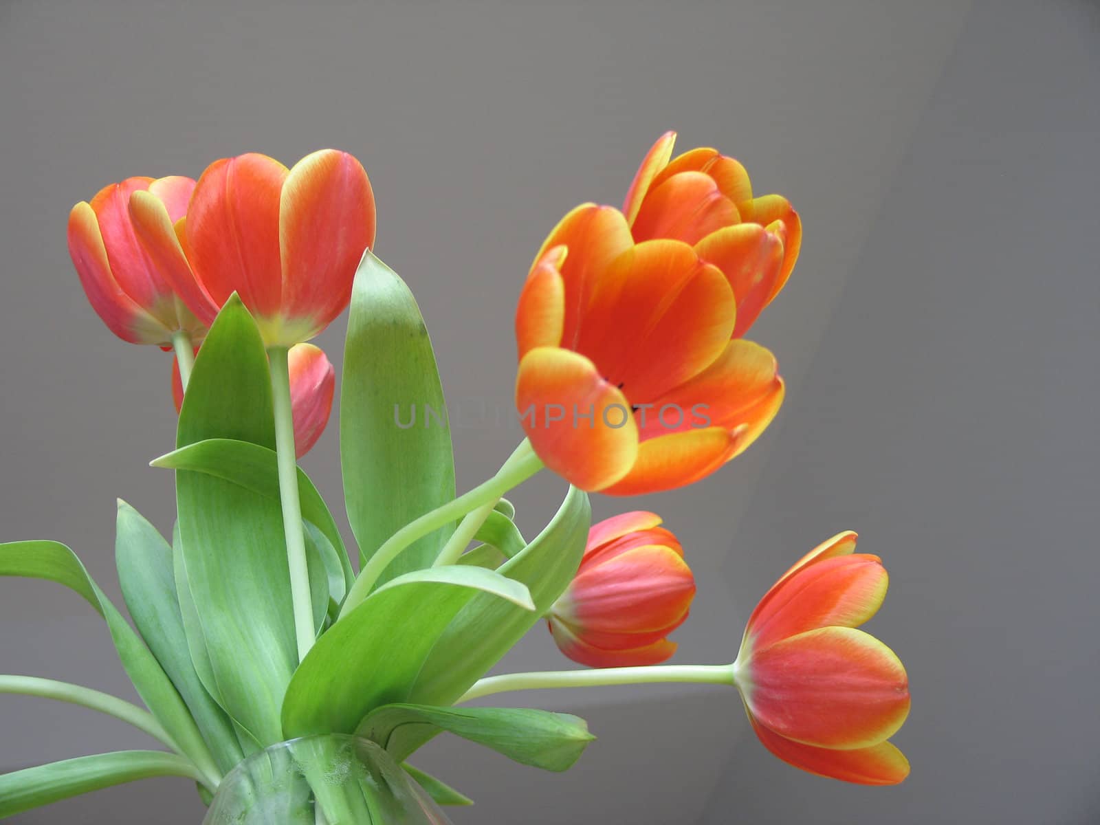 orange and yellow tulips by mmm
