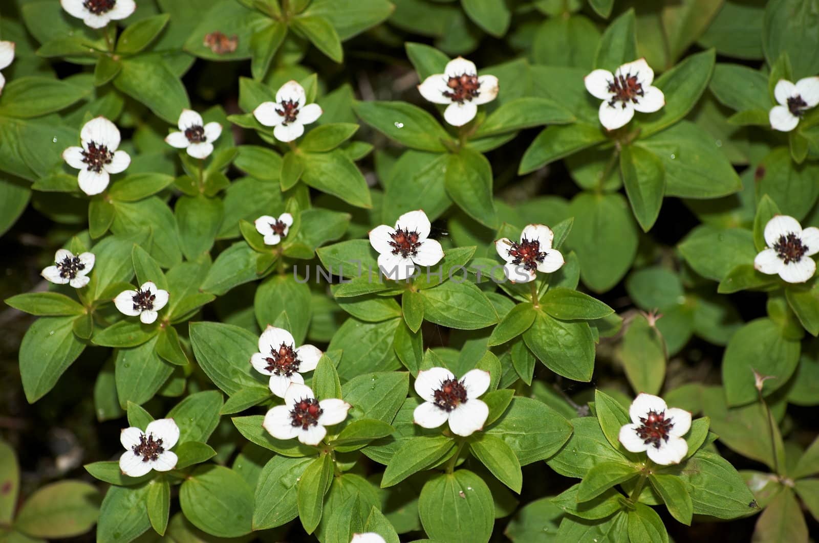 The texture representing a layer of small foliaceous plants