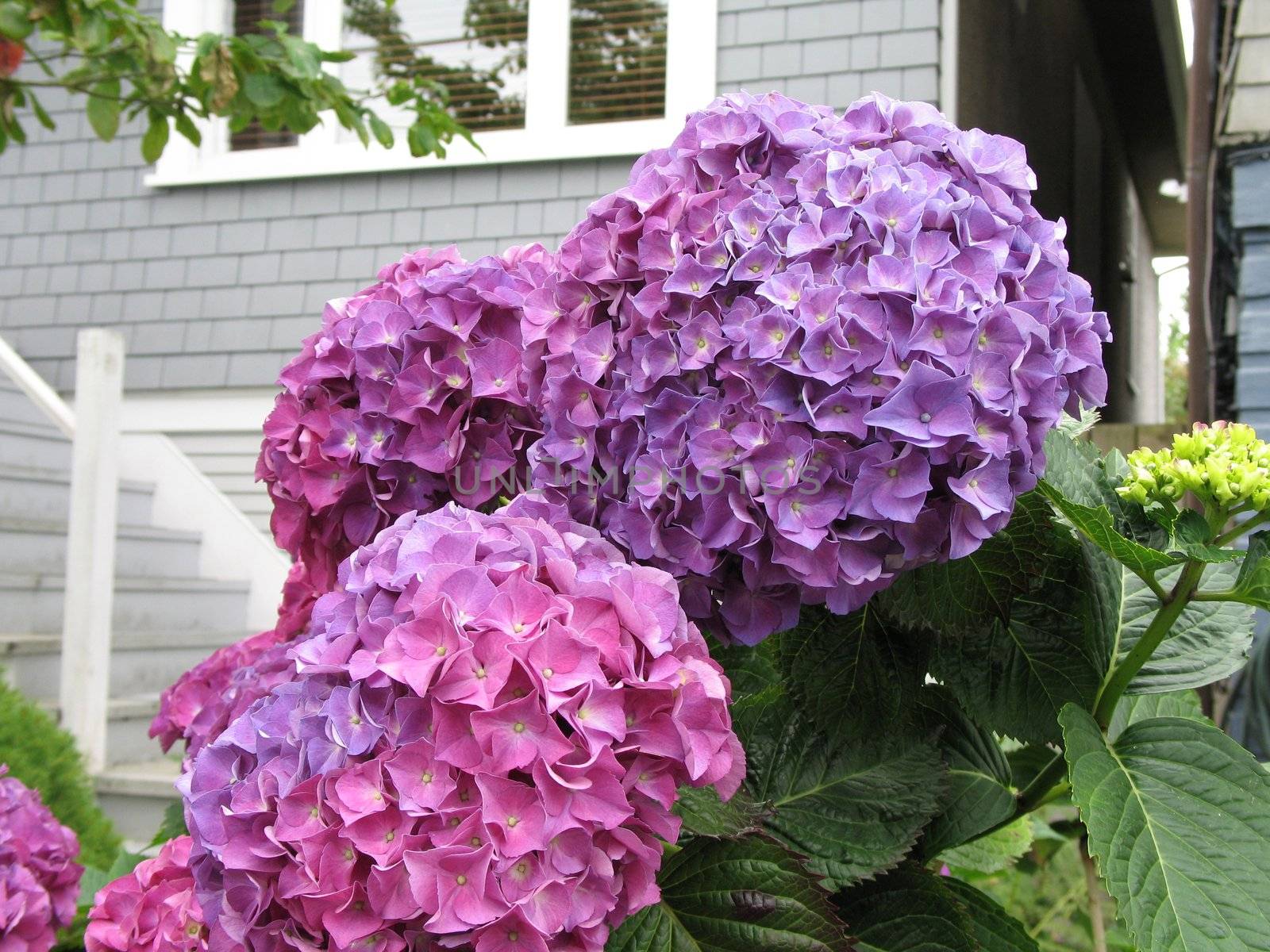 purple hydrangea close-up by mmm