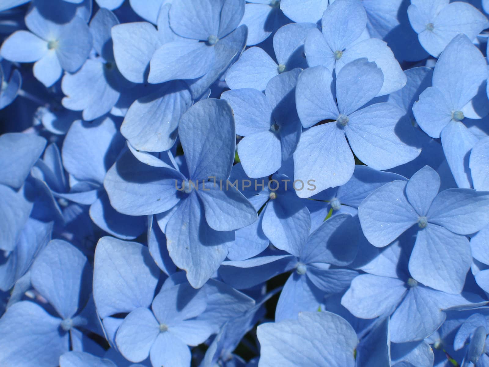 blue hydrangea close-up by mmm