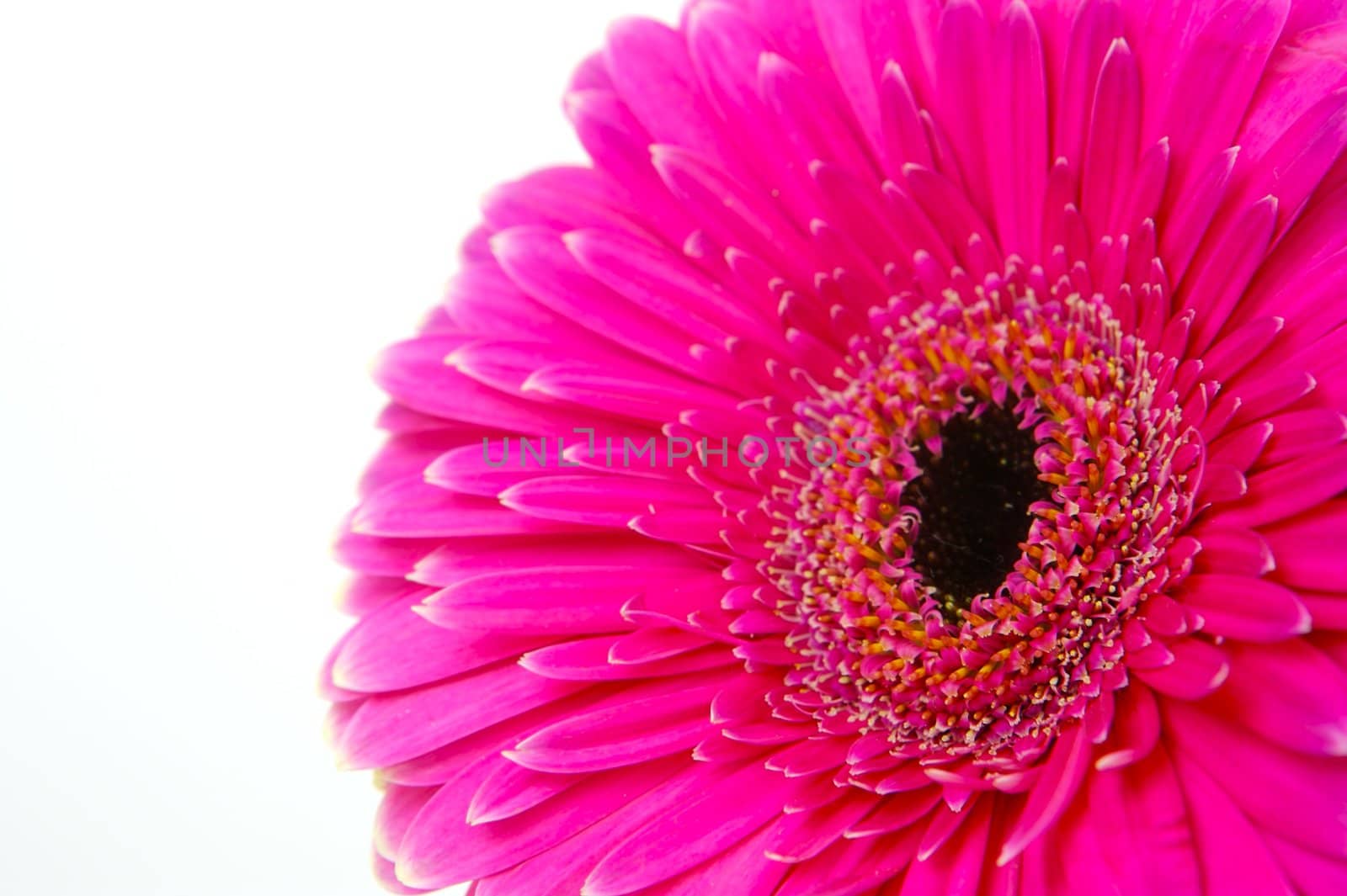 A pink gerbera isolated against a white background