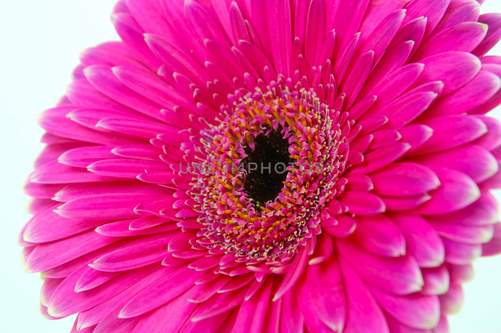 A pink gerbera isolated against a white background