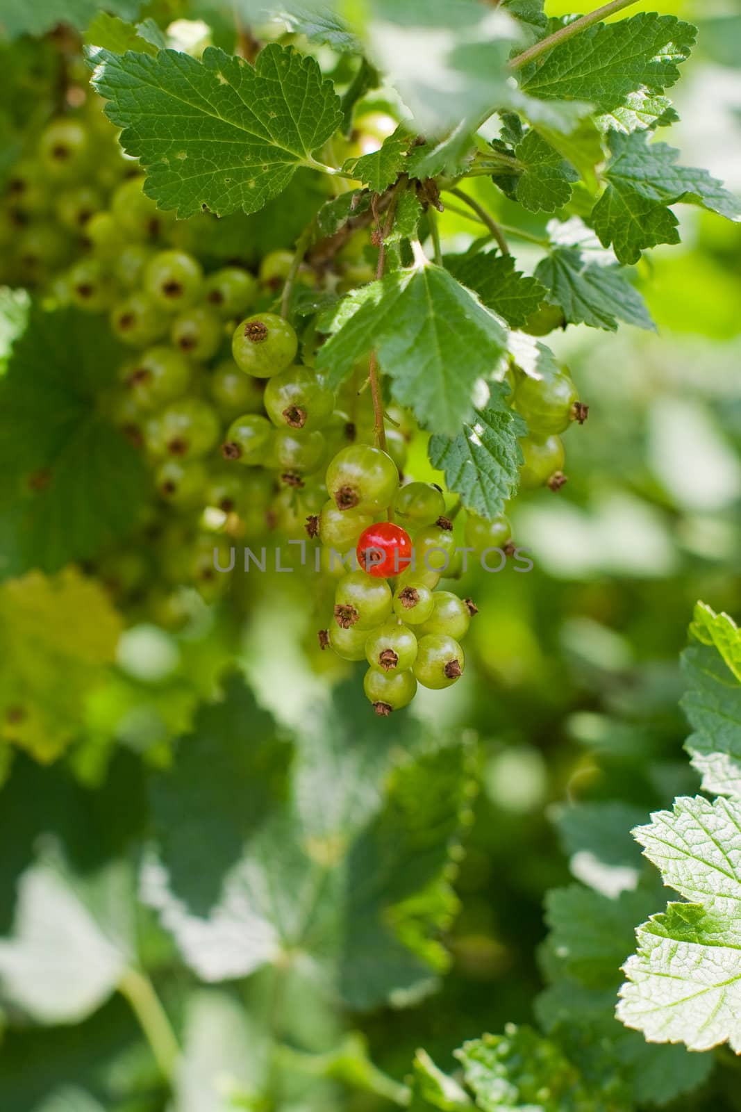 Several green unripe currants and one red ripe currant on shrub