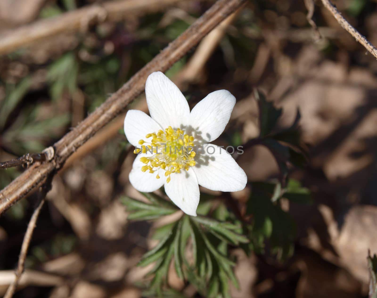 anemone, the one of the first flower after winter by renales
