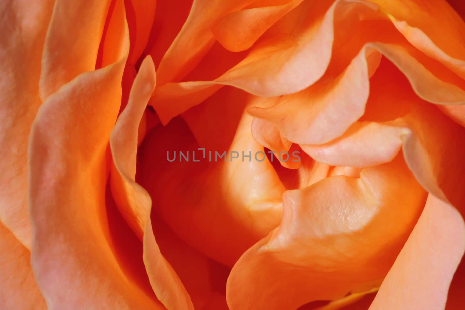 Macro shot of a salmon-pink rose without dewdrops. Suitable as a natural abstract