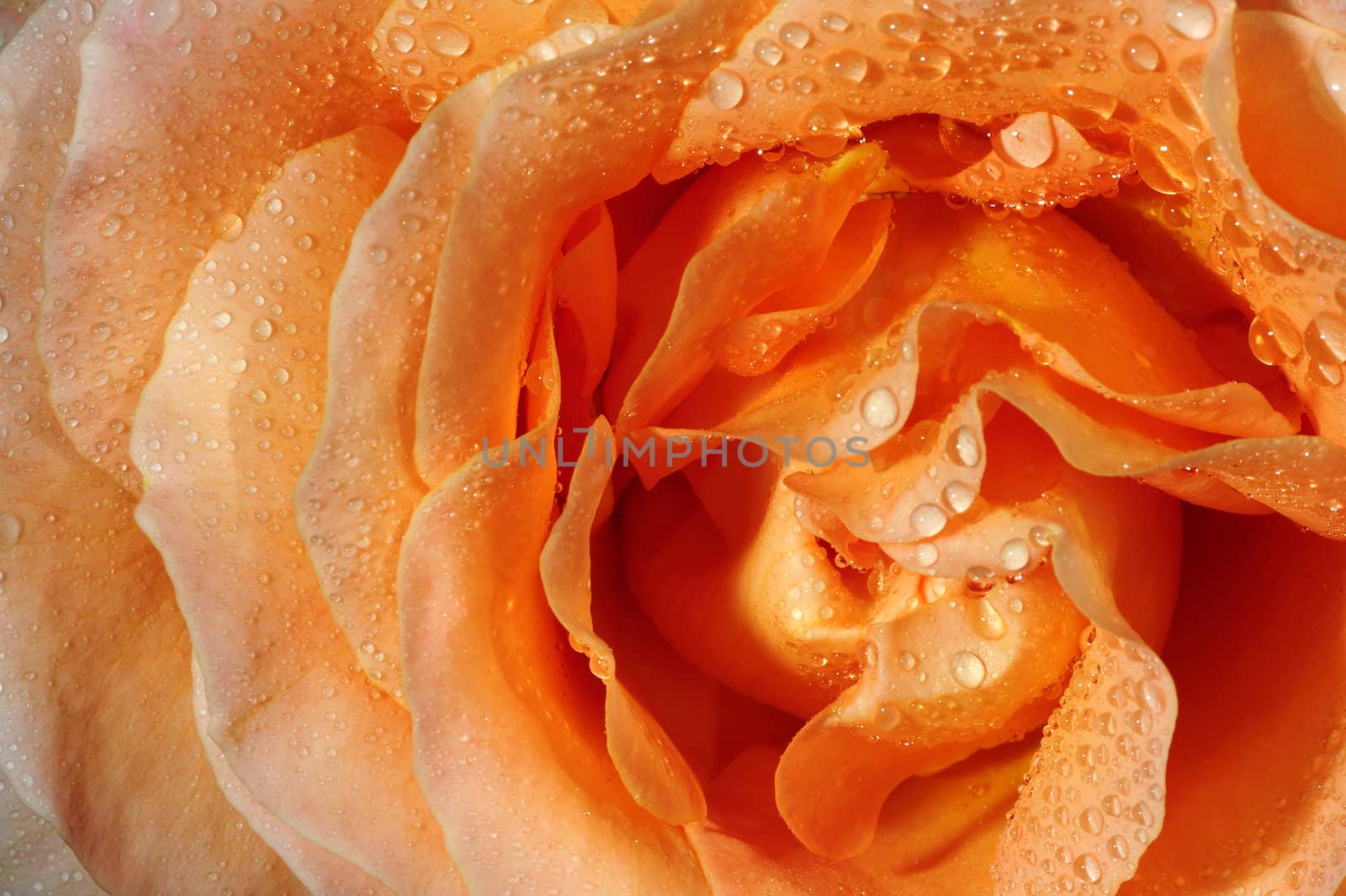 Macro shot of a salmon-pink rose in the early morning, with dewdrops. Suitable as a natural abstract