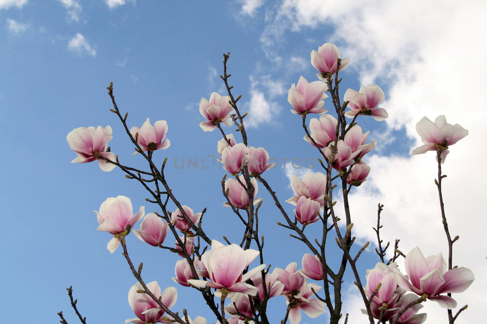 Magnolia Flower by jpcasais