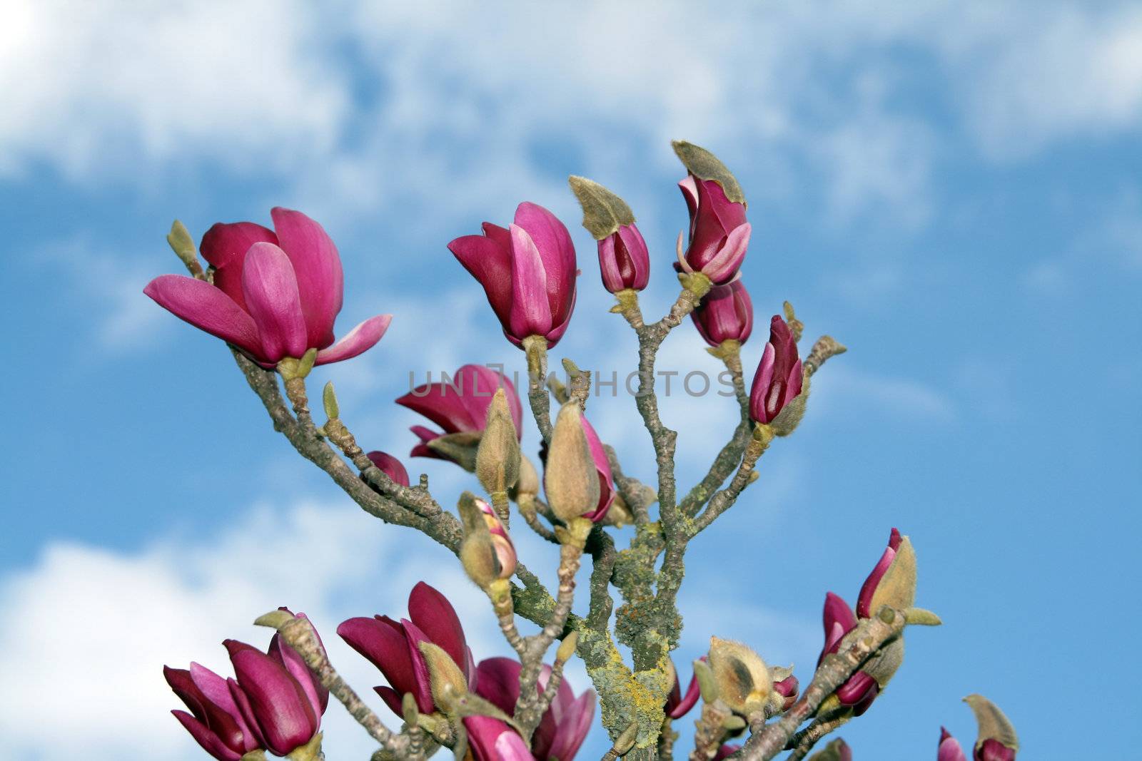 Blossoming Magnolia - spring in Portugal