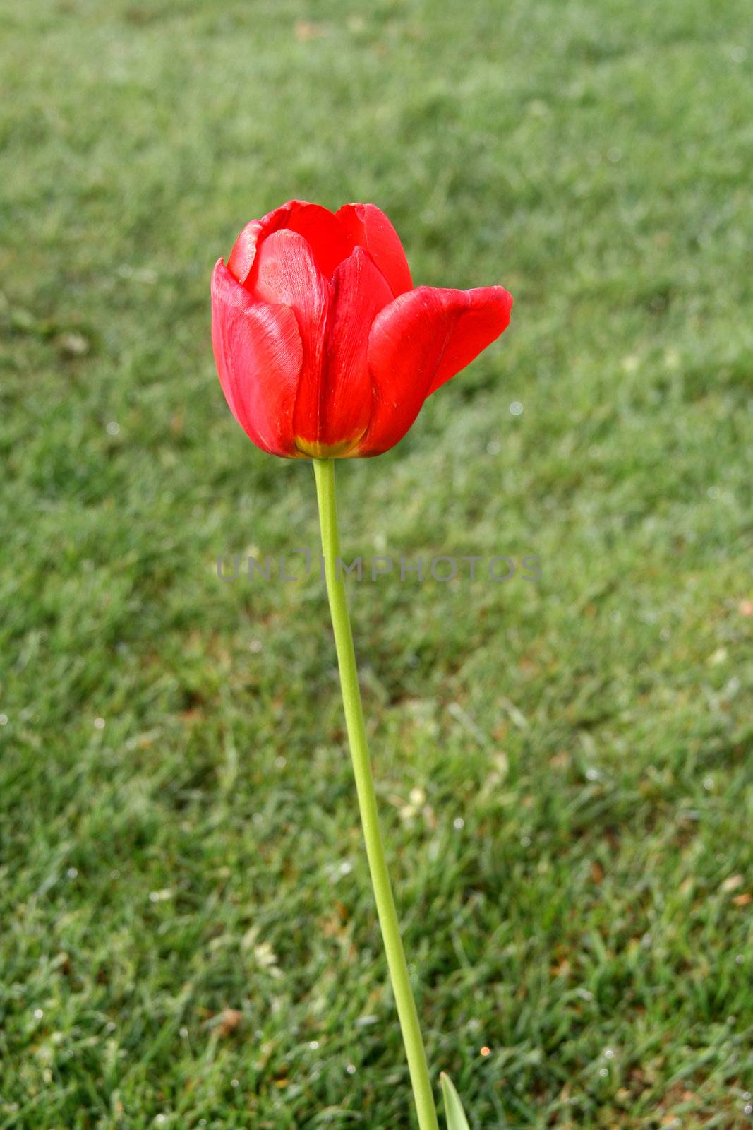 tulips flowers of the spring