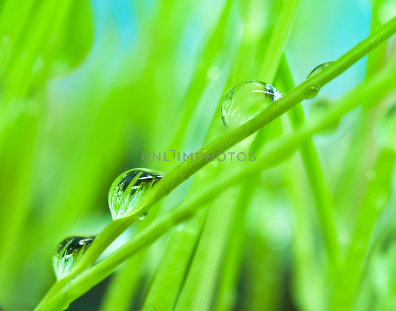 Macro morning dew on the green grass for background by rozhenyuk