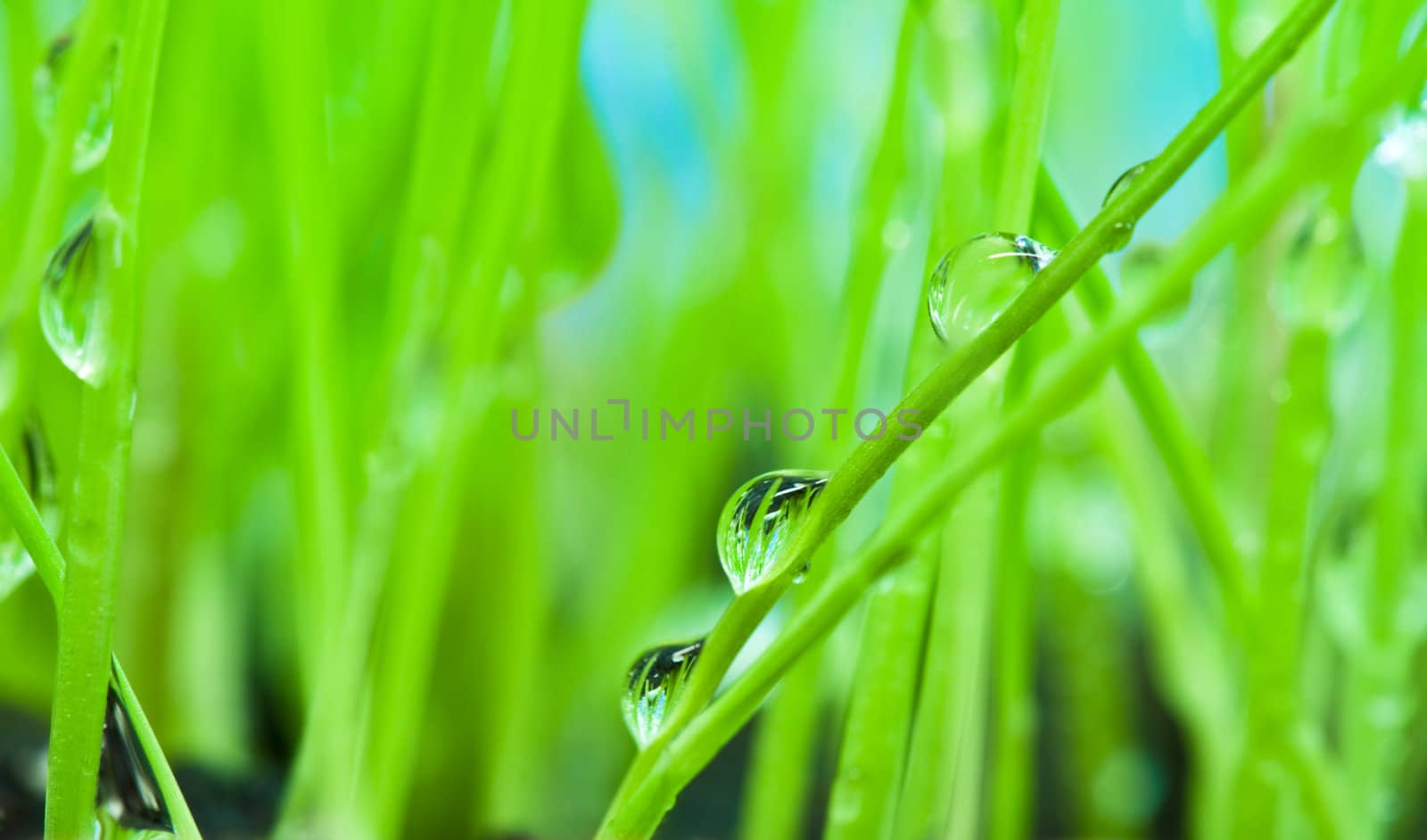 Close-up morning dew on the green grass for background