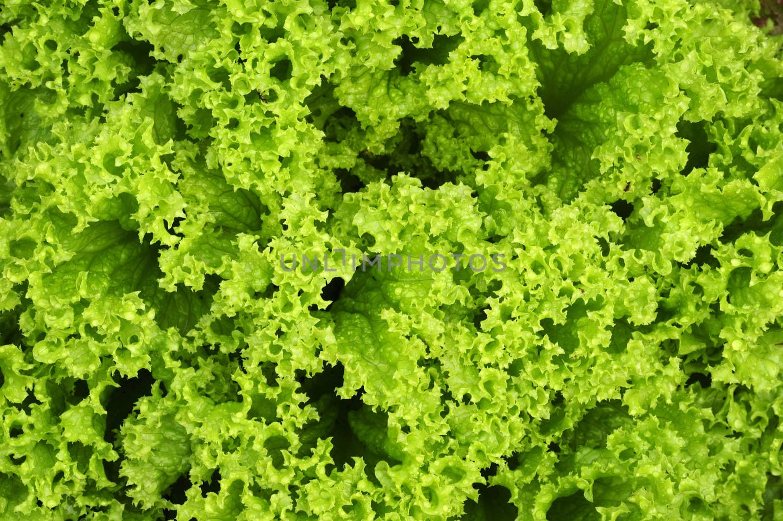 Macro photograph of lettuce, growing in a vegetable garden. Natural abstract, suitable as a background.