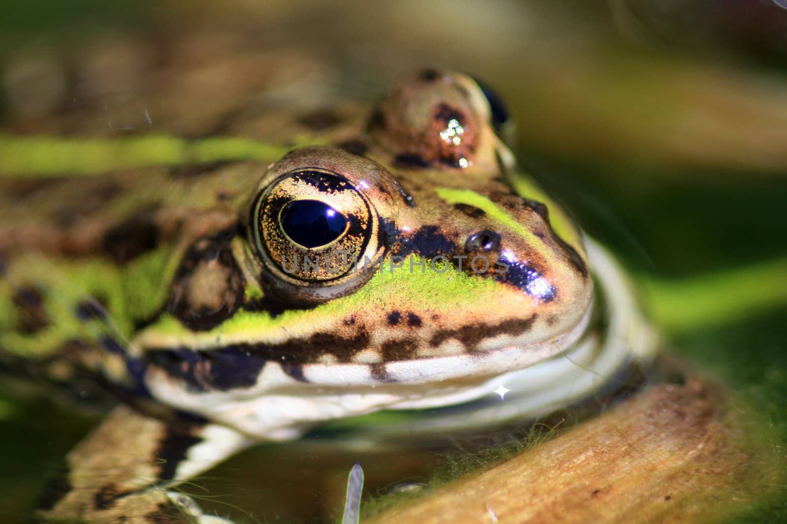 Green frog in the nature