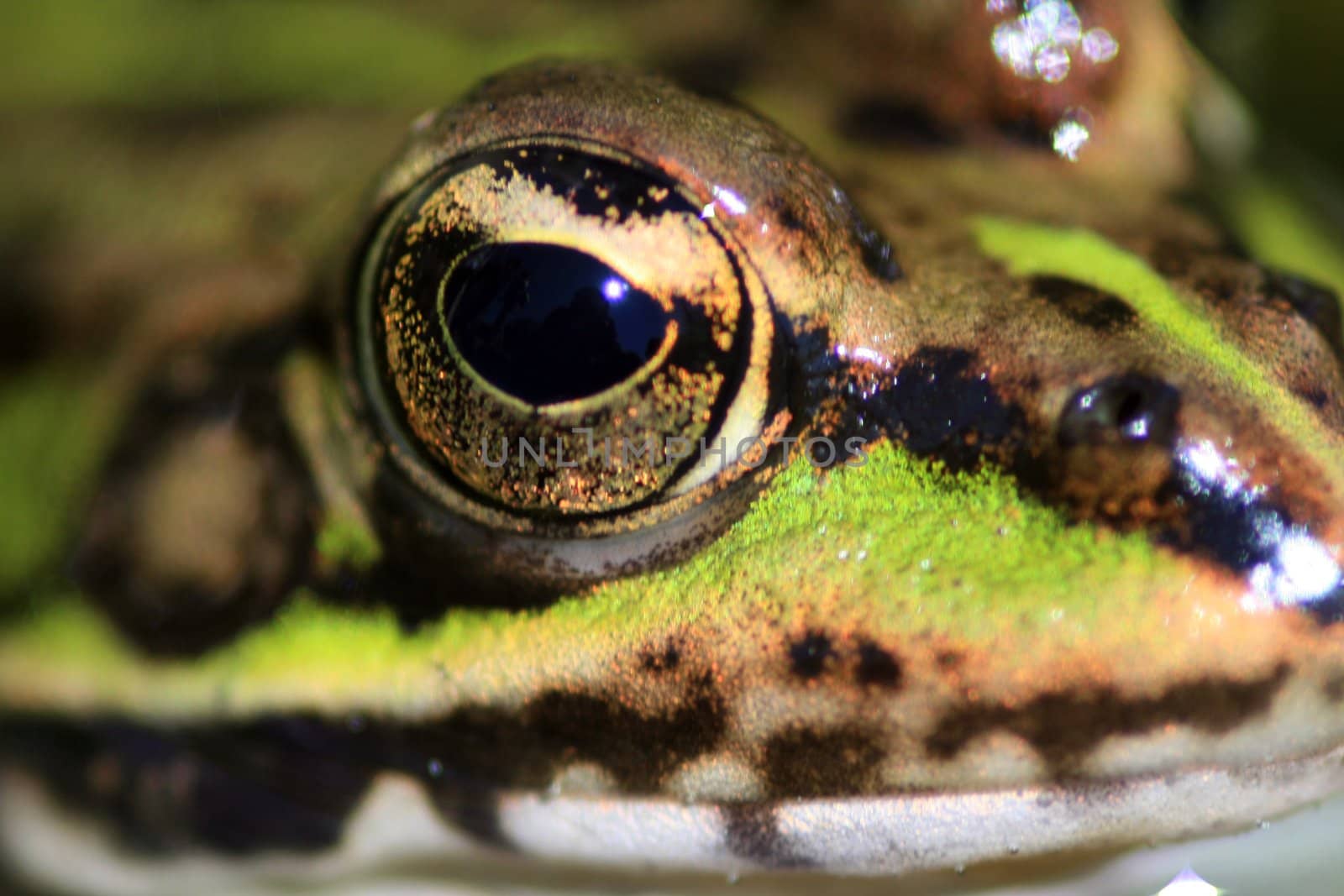 Green frog in the nature