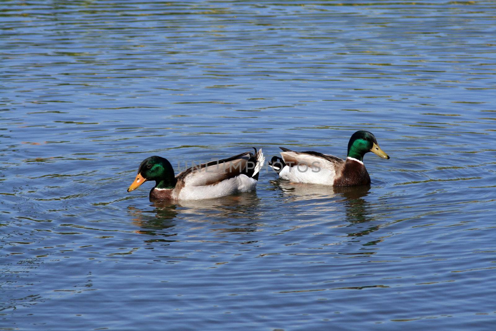 ducks swans and gooses in the nature