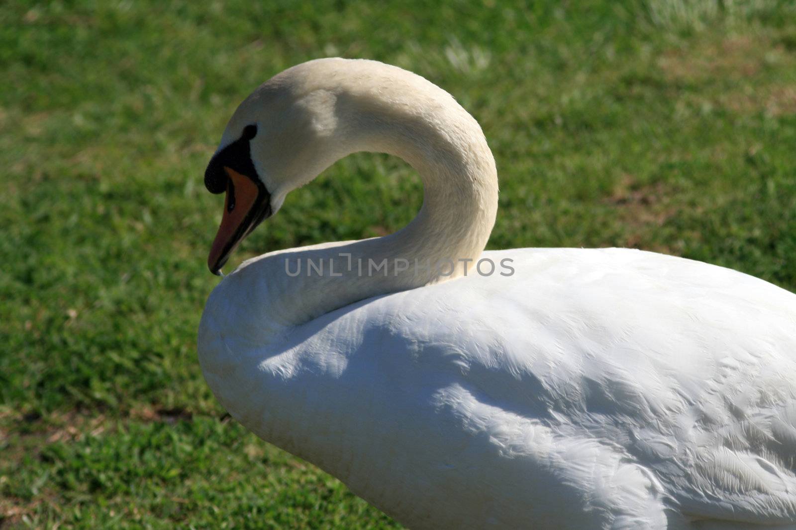 ducks swans and gooses in the nature
