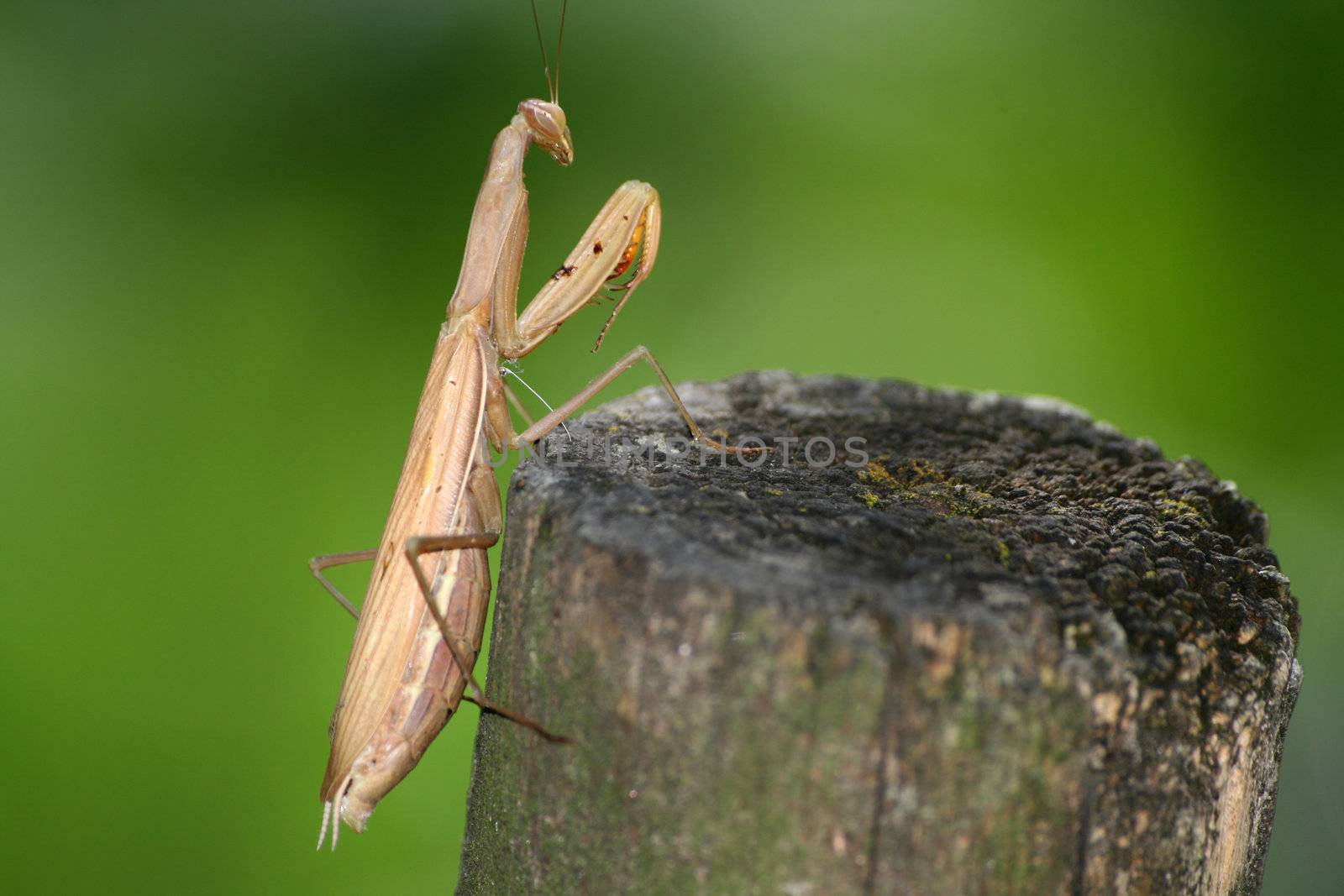 Juvenile Mantis religiosa, praying mantis on a stick

