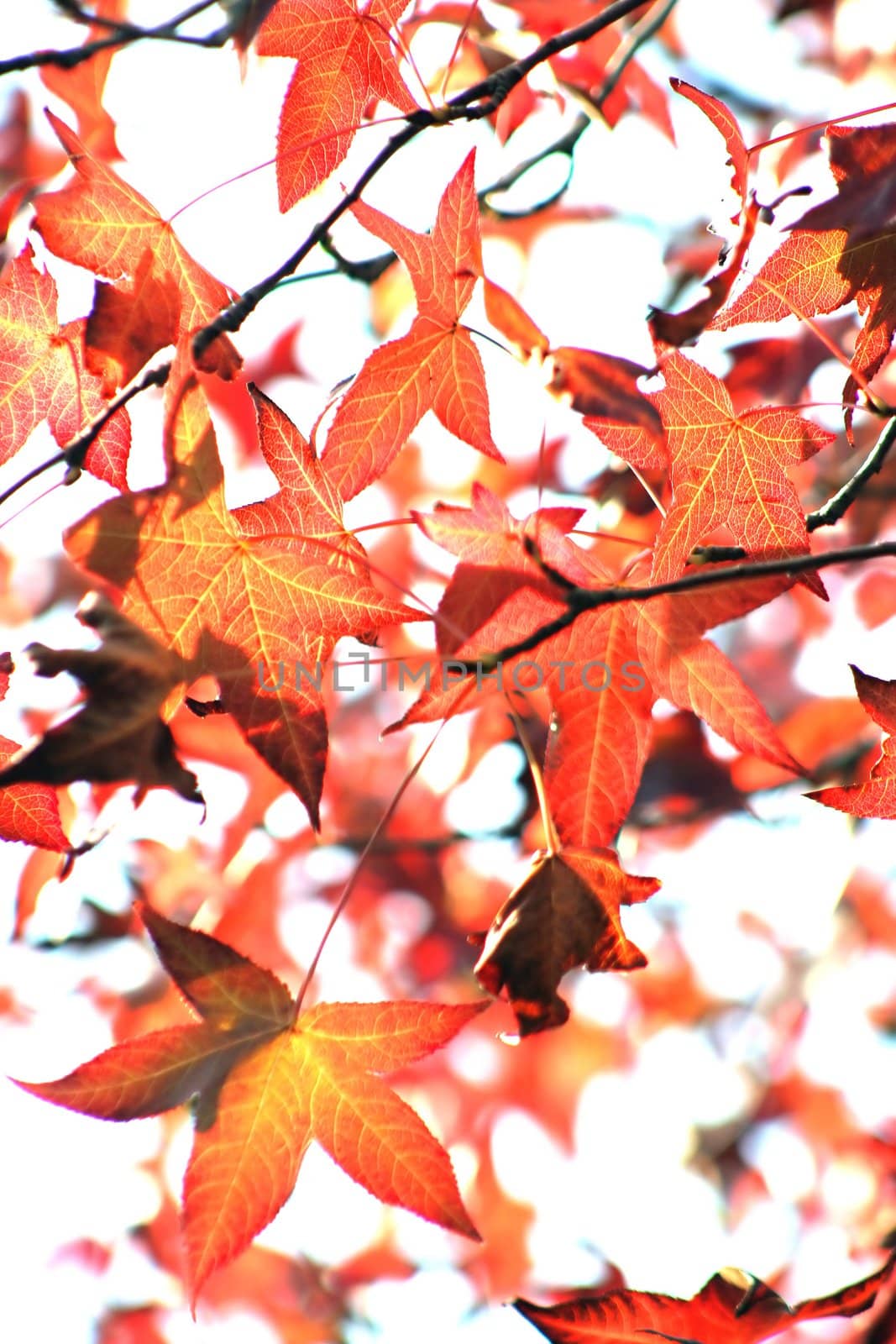 nice and cold autumn landscape