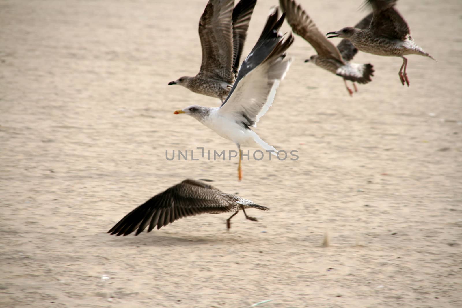 seagull