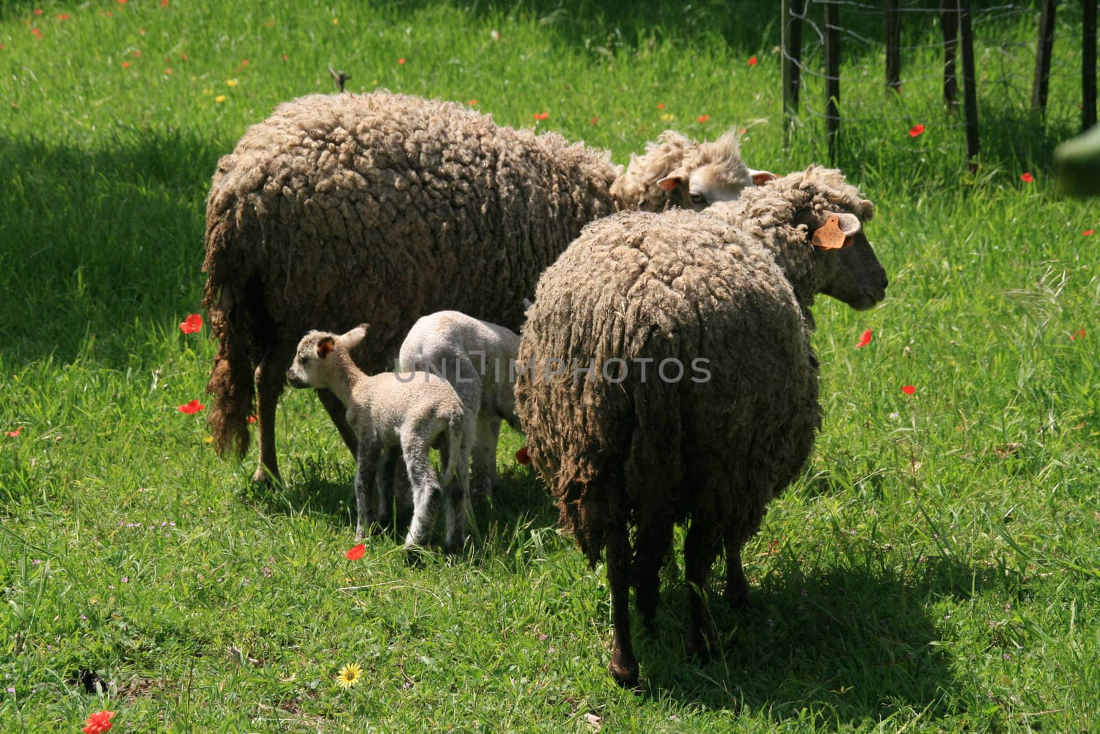 sheeps and lambs in the country field
