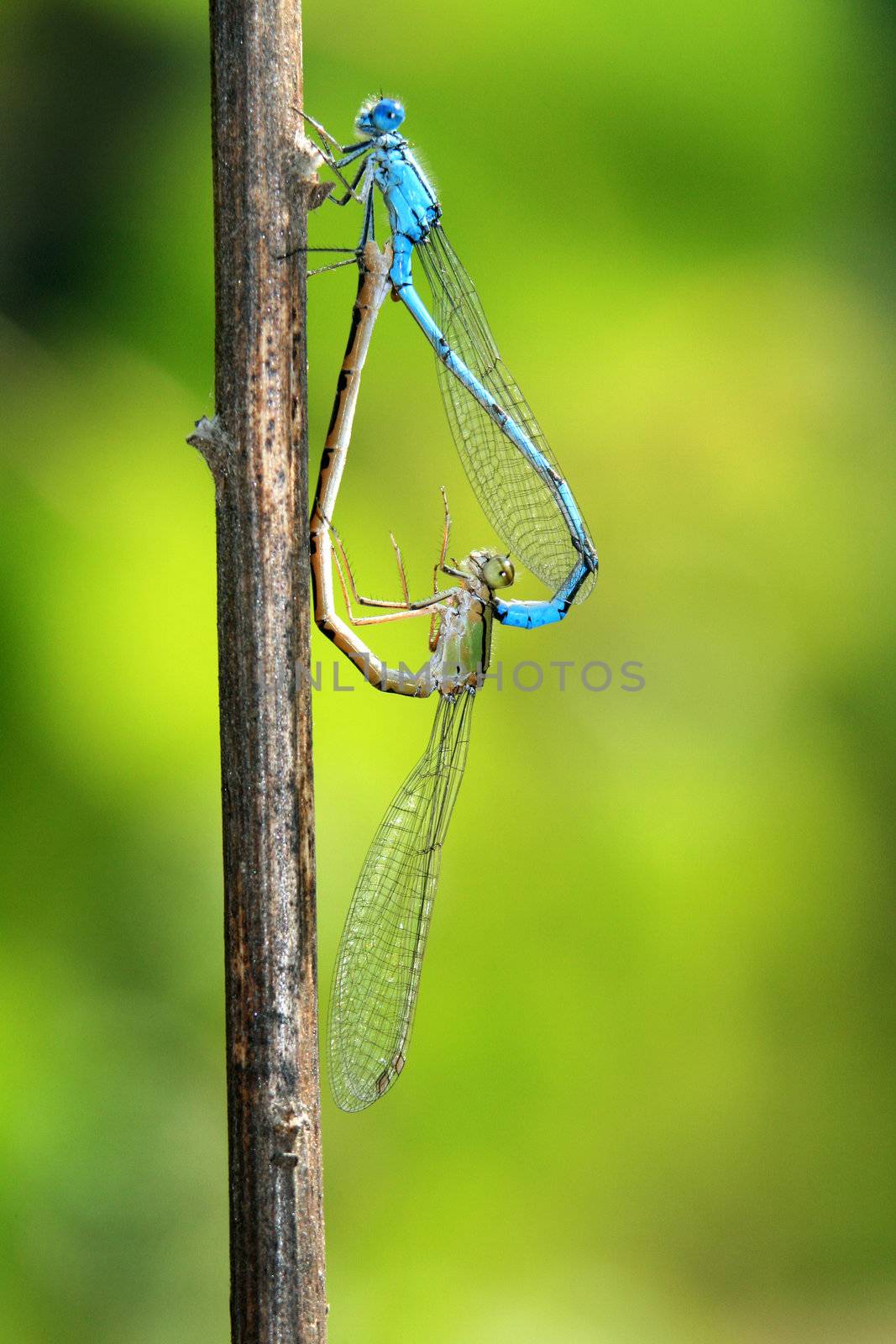 Anax imperator dragonfly in a stick