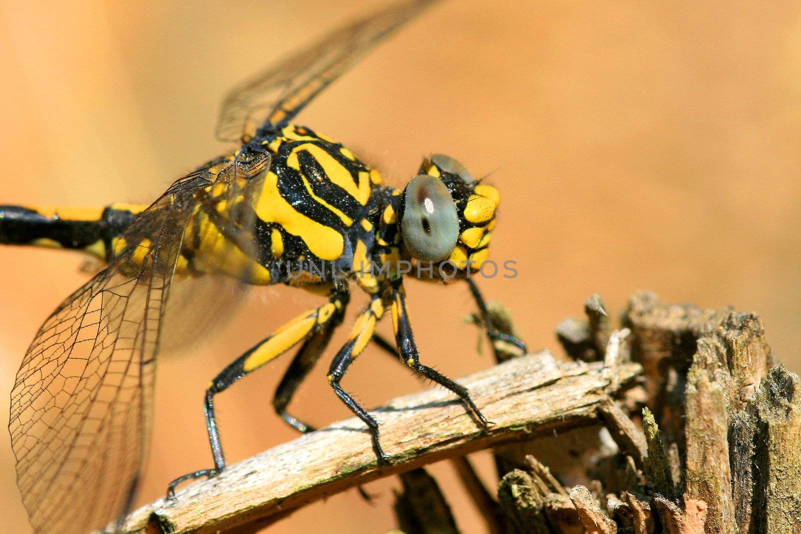 Anax imperator dragonfly in a stick