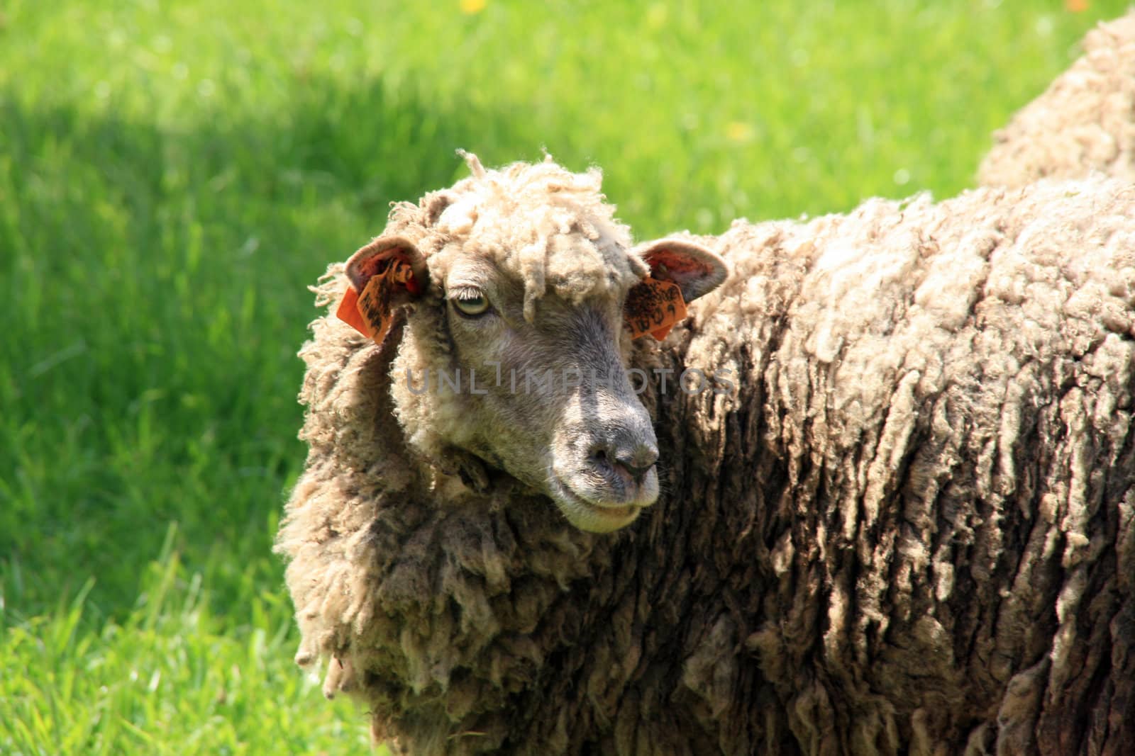 sheeps and lambs in the country field