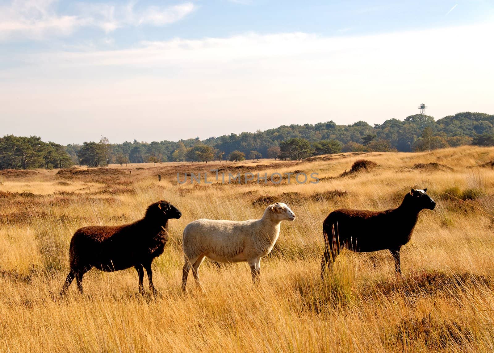 three sheep on yellow heathland staring to the right