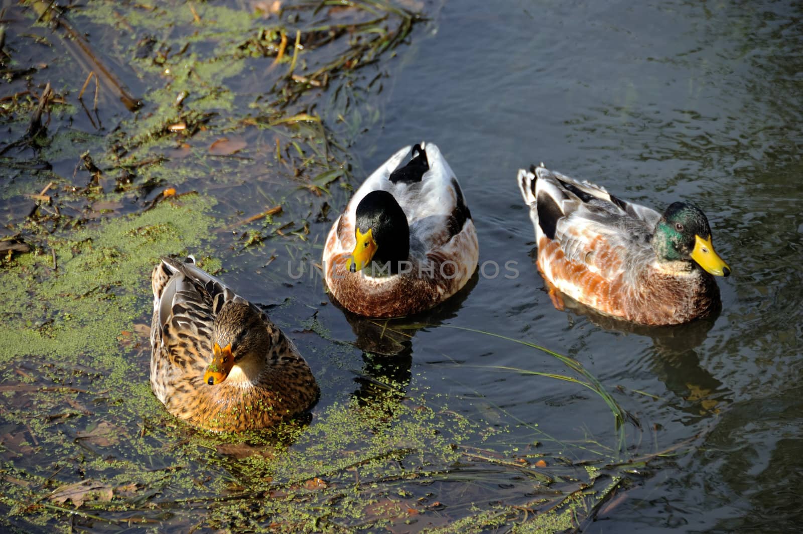 three staring colorful ducks in nature water
