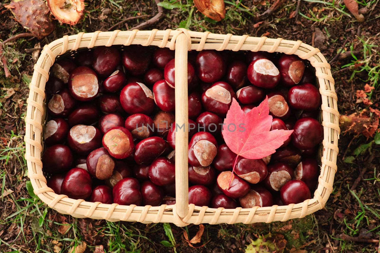 basket with chesnuts and a red maple leaf by rongreer