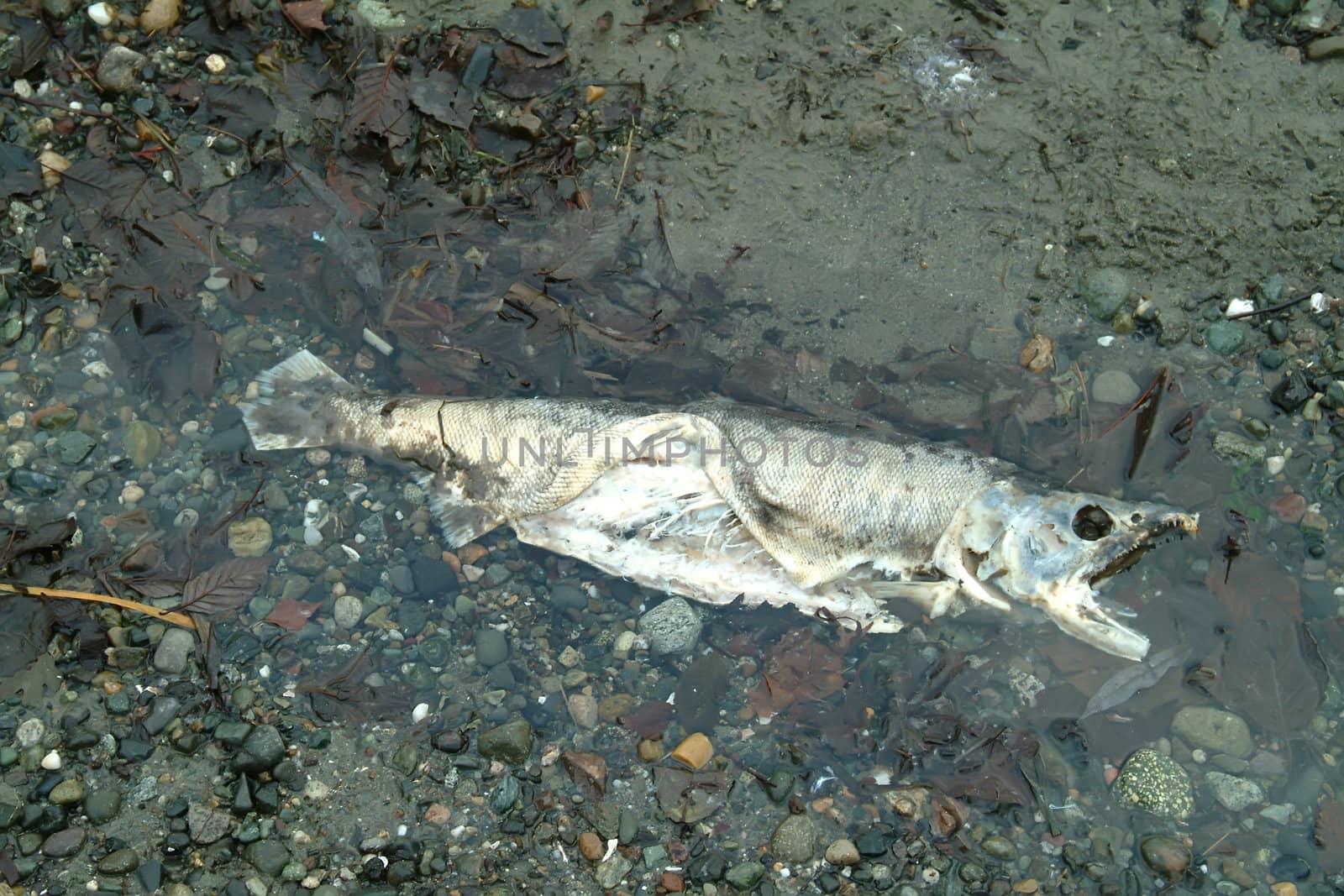 dead, spawned, salmon by rongreer