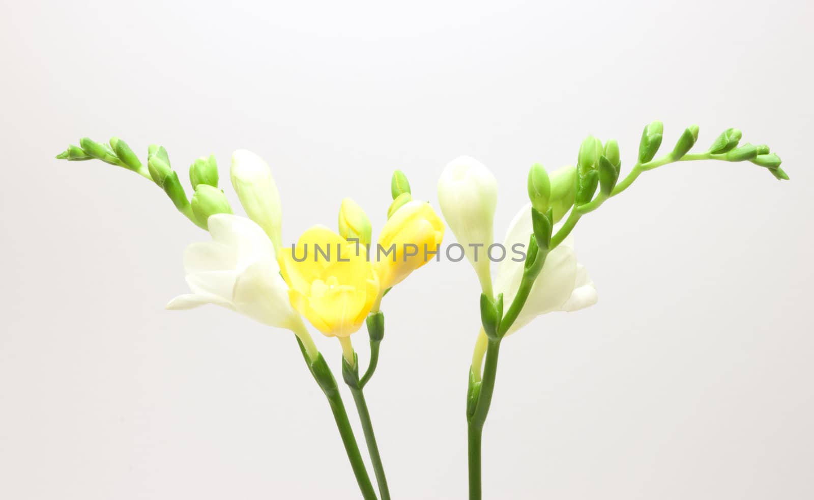 Beautiful freesia flowers over white background