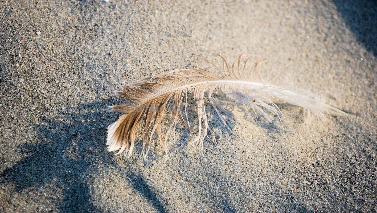 Feather on the sand by RefocusPhoto