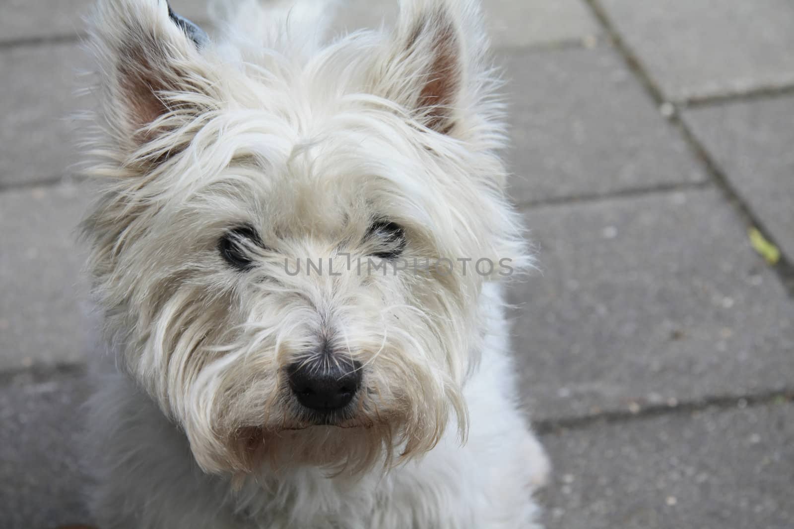 Close up of a Westhightland white terrier