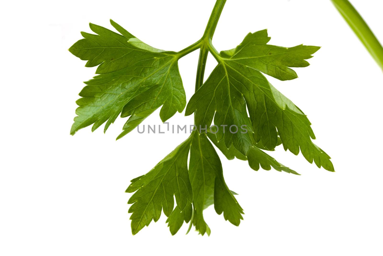 closeup of a parsley leaf isolated on white