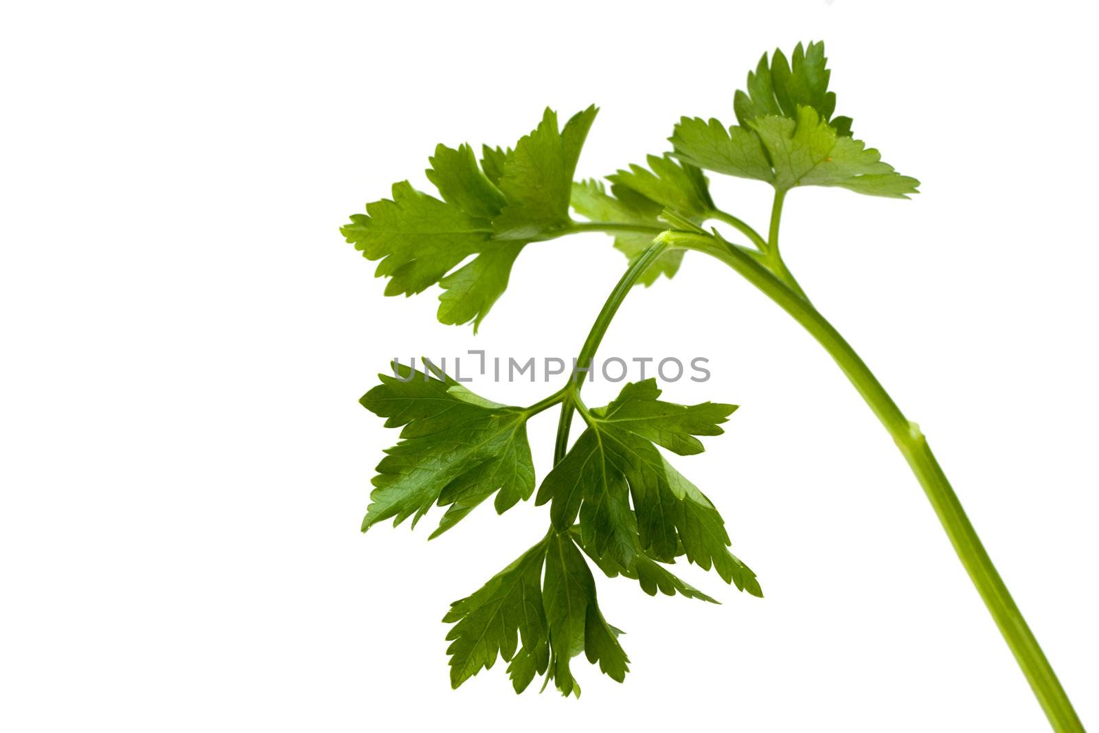 closeup of a parsley leaf isolated on white by bernjuer