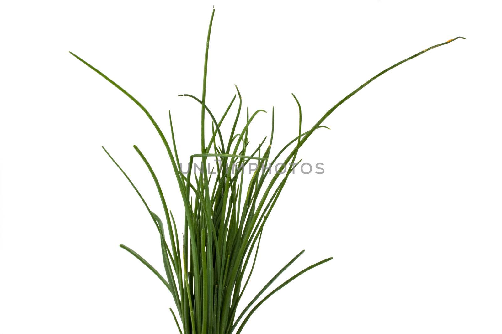 closeup of chive leaves isolated on white