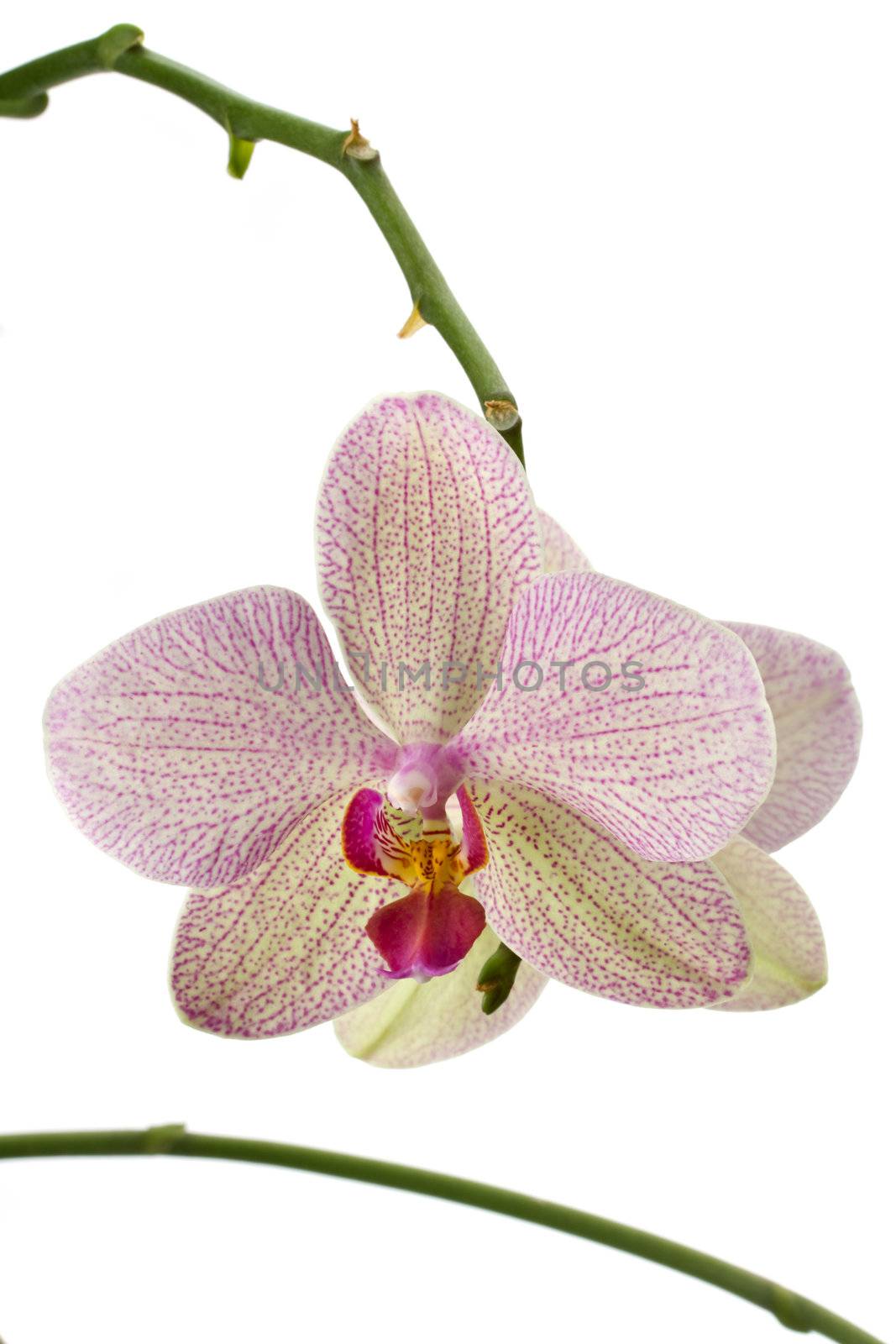 closeup of an orchid bloom isolated on white