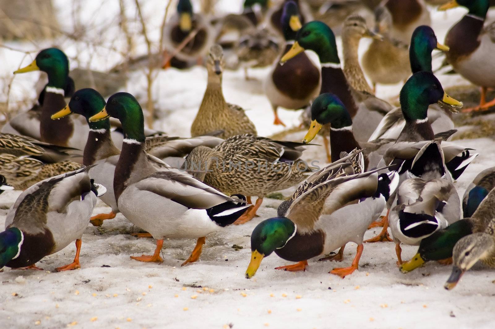 a group of wild ducks in their natural habitat
