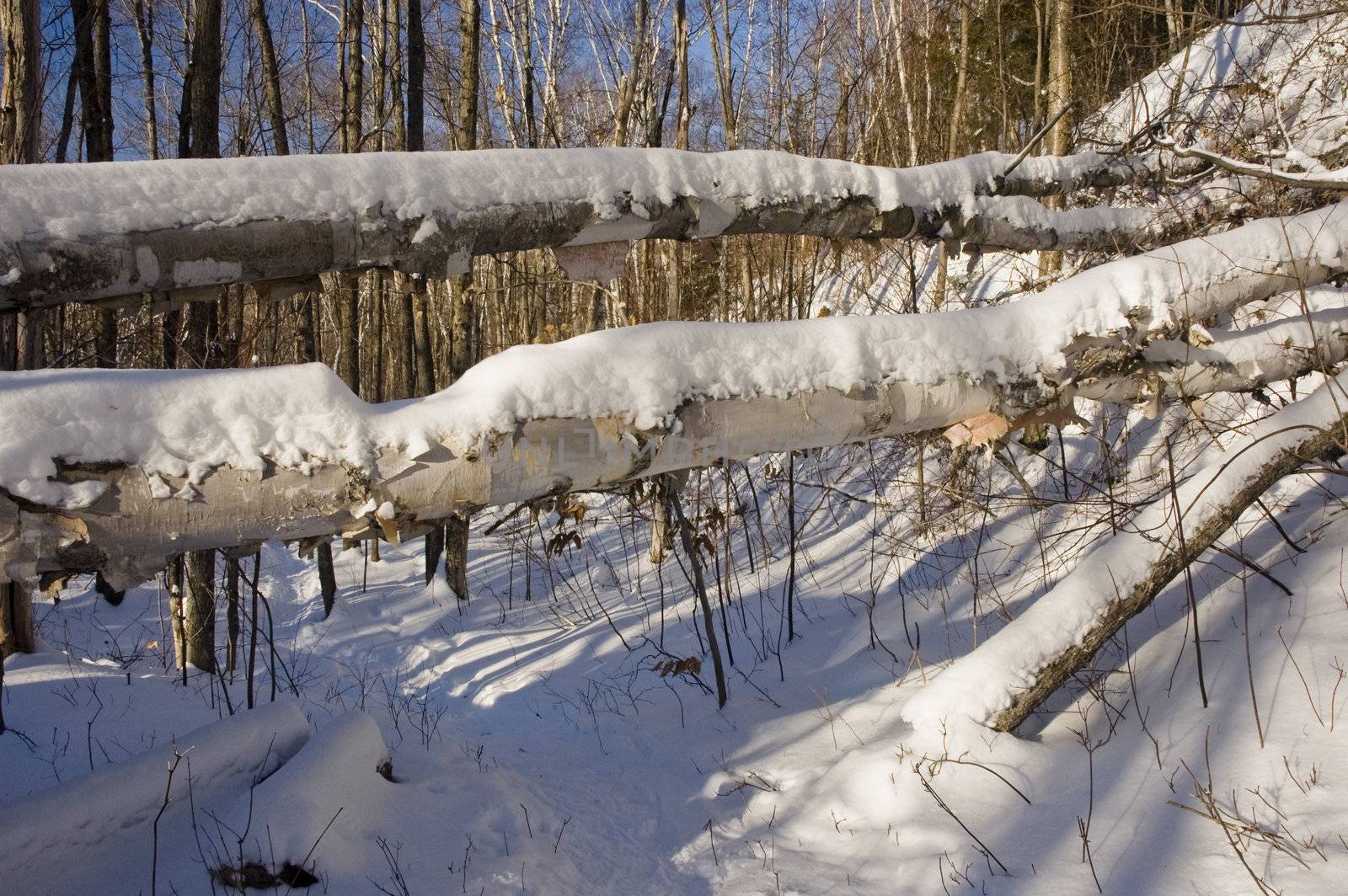 a forest trail with fallen trees and snow