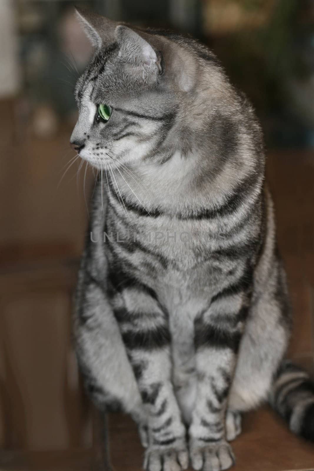 Beautiful silver tabby cat with distinctive markings and green eyes