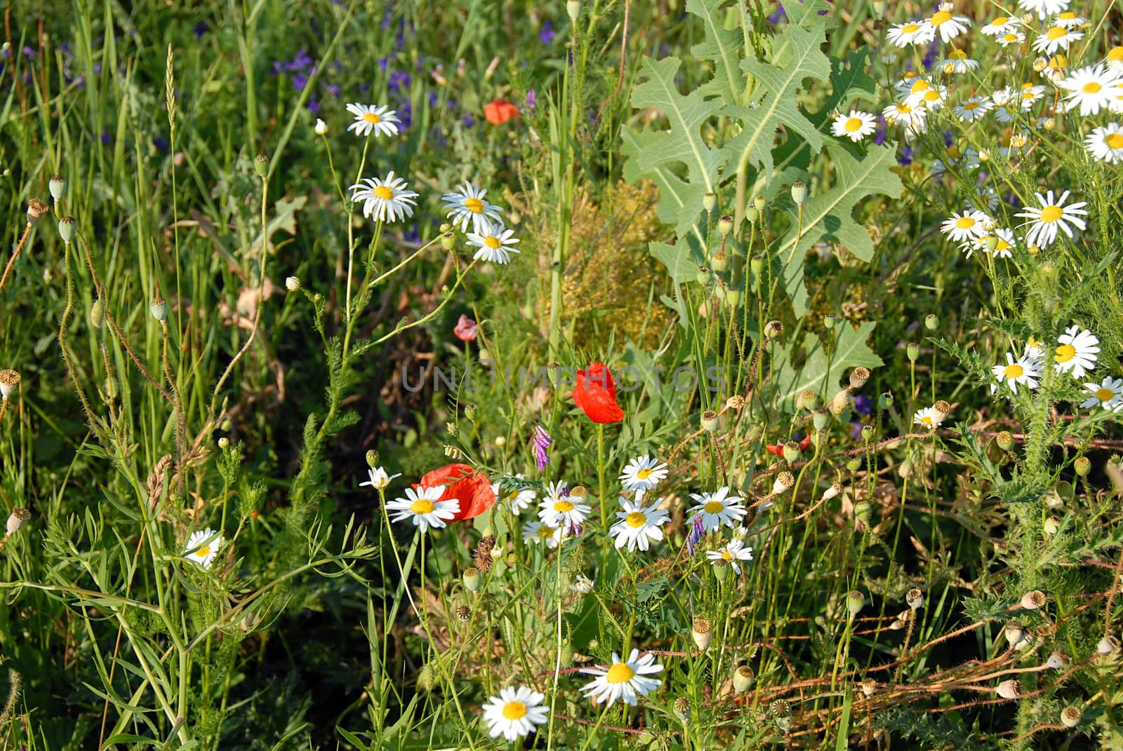 various summer meadow wild-flower over green  background