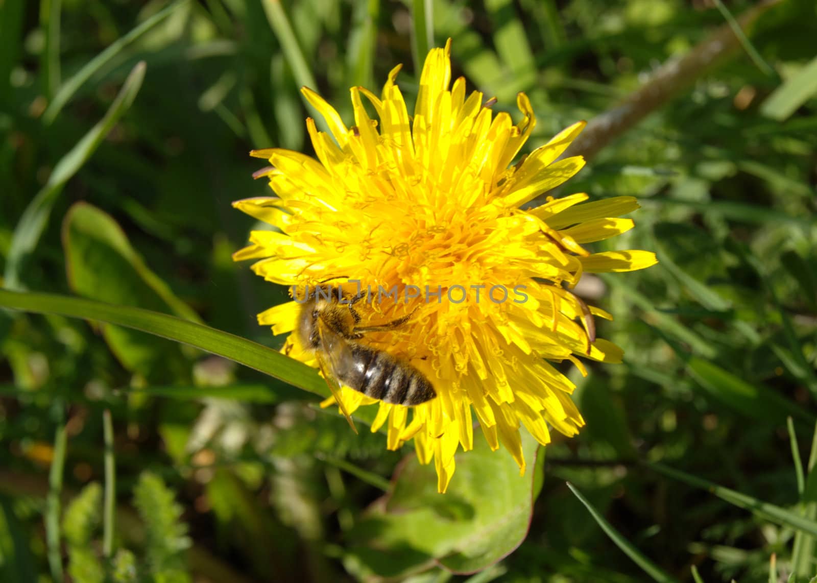 dandelion with honeybee by renales